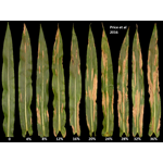 corn disease Figure 6png